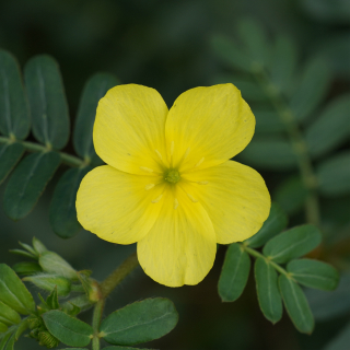 Tribulus Terrestre