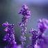 Lavanda Aspic